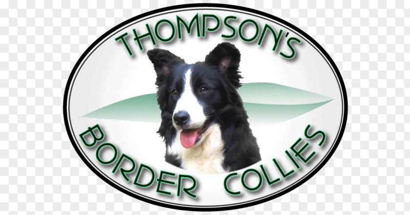 Australian Shepherd Border Collie Dog Breed Rough Snout PNG