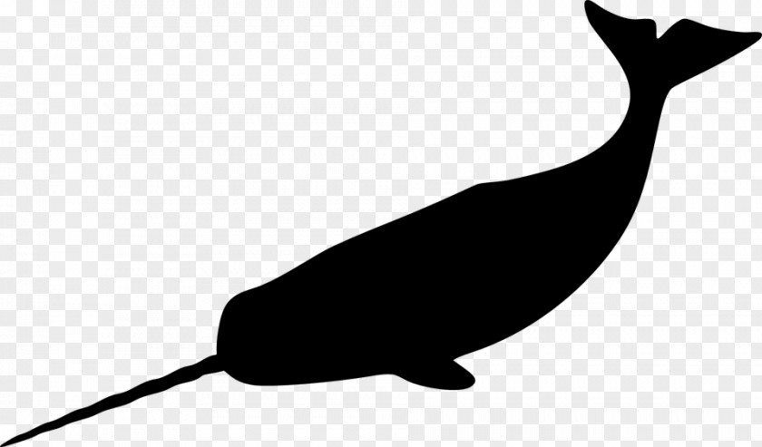 California Sea Lion Cetacea Bird PNG