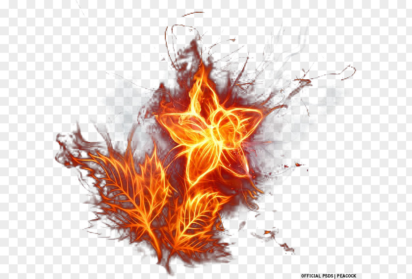Flame Fire Flower Desktop Wallpaper PNG