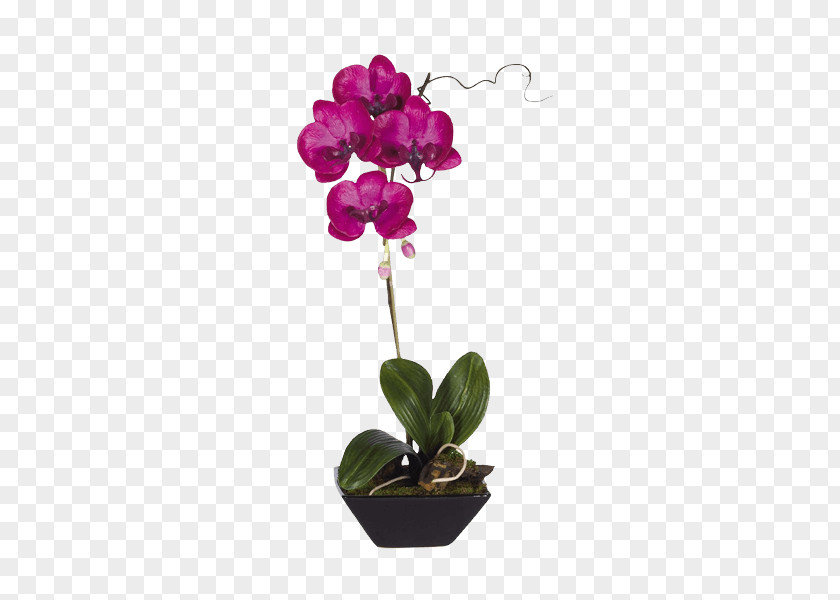 Flower Moth Orchids Flowerpot Dendrobium PNG