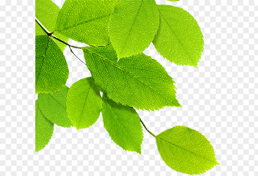 Leaves Leaf Android PNG