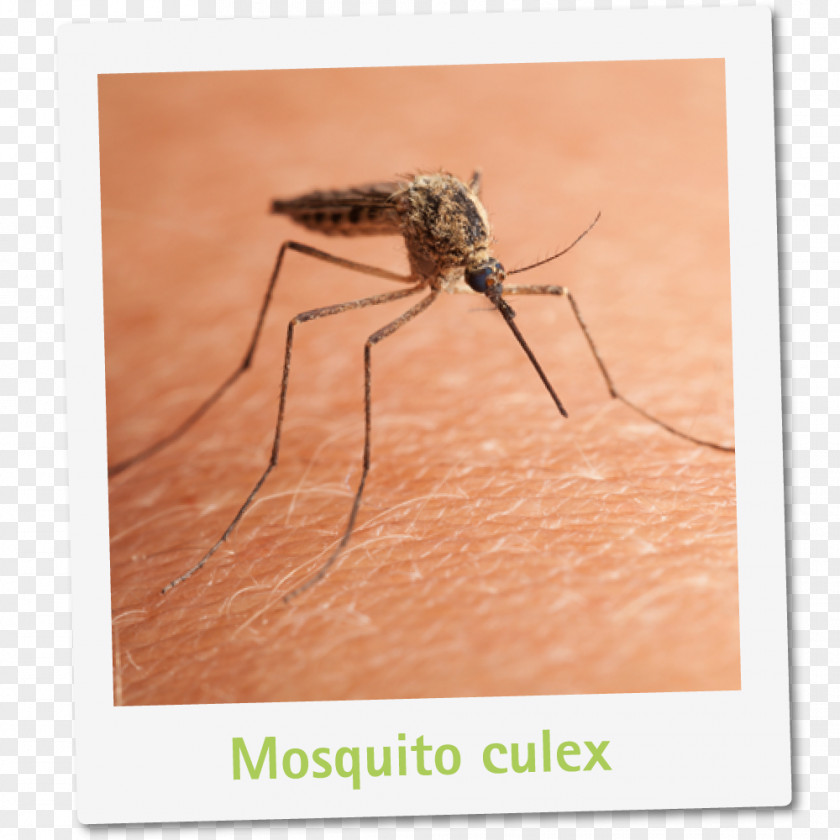 Mosquito Control Zika Virus Insect Malaria PNG