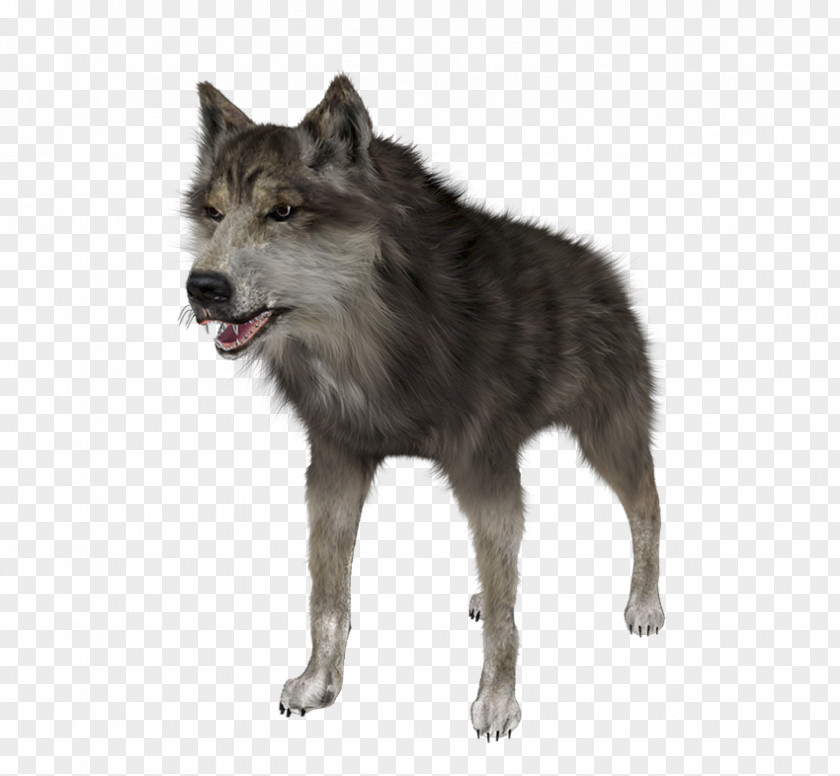 Saarloos Wolfdog Coyote Alaskan Tundra Wolf Clip Art PNG