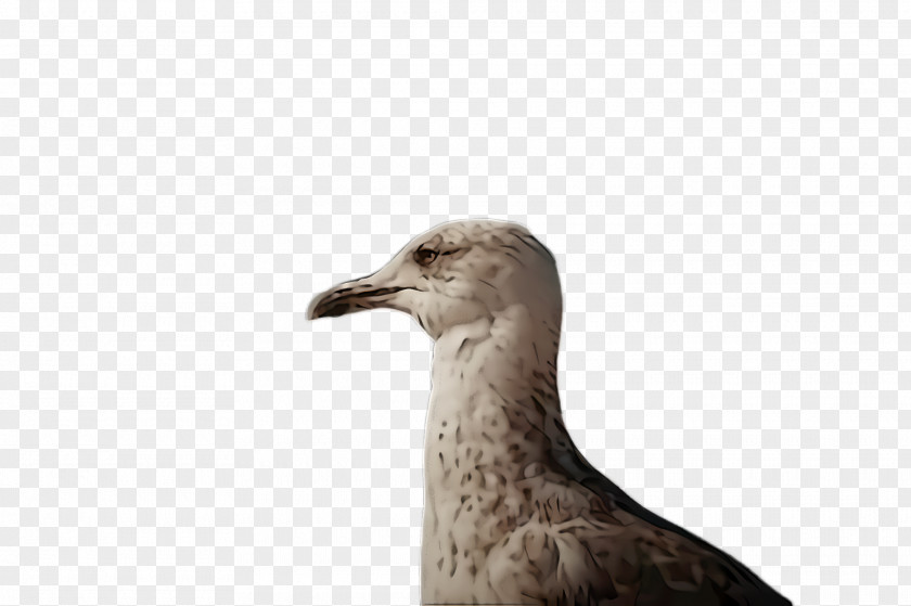 Wildlife Neck Bird Beak Seabird Pigeons And Doves Gull PNG