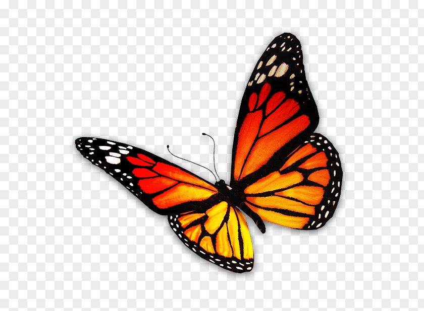 Colorful Butterfly Drawing Royalty-free PNG