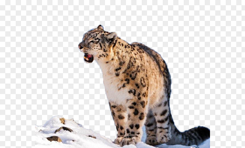 Leopard Snow Desktop Wallpaper Clip Art PNG