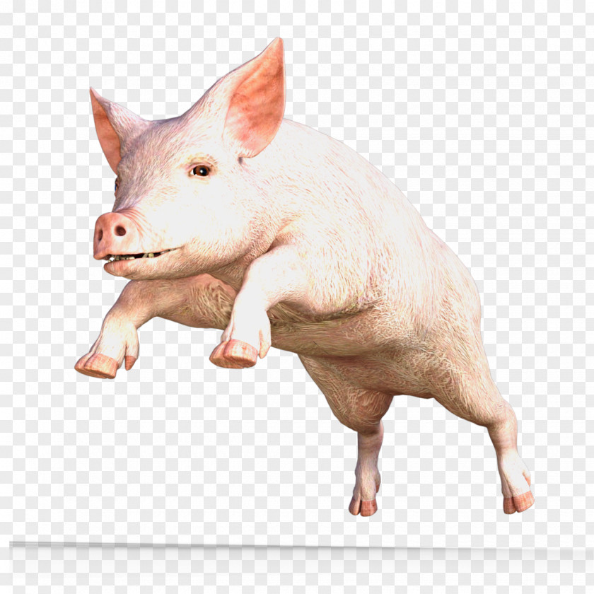 Pig Miniature Domestic Dr. Julius Strangepork PIG/PORK: Archaeology, Zoology And Edibility PNG