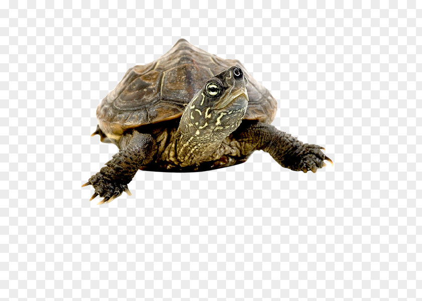 Roleplaying Box Turtles Common Snapping Turtle Tortoise Clip Art PNG