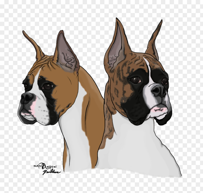 Boxer Dog Valley Bulldog Breed Snout PNG