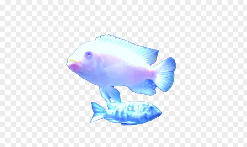 Dead Fish Goldfish Marine Biology Mammal PNG