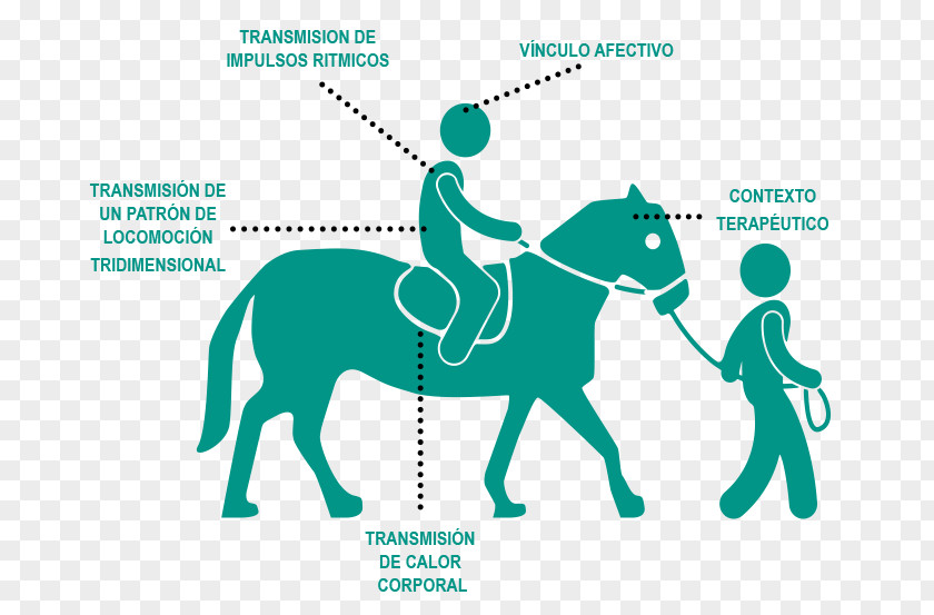 Horse Vector Graphics Clip Art Equestrian Illustration PNG