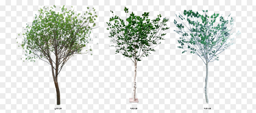Landscaping Adobe Photoshop Tree Shrub Sauce PNG