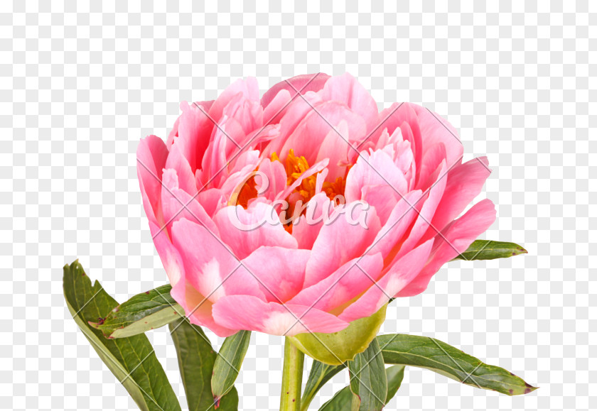 Maa Peony Photography Paeonia Lactiflora Flower Leaf PNG