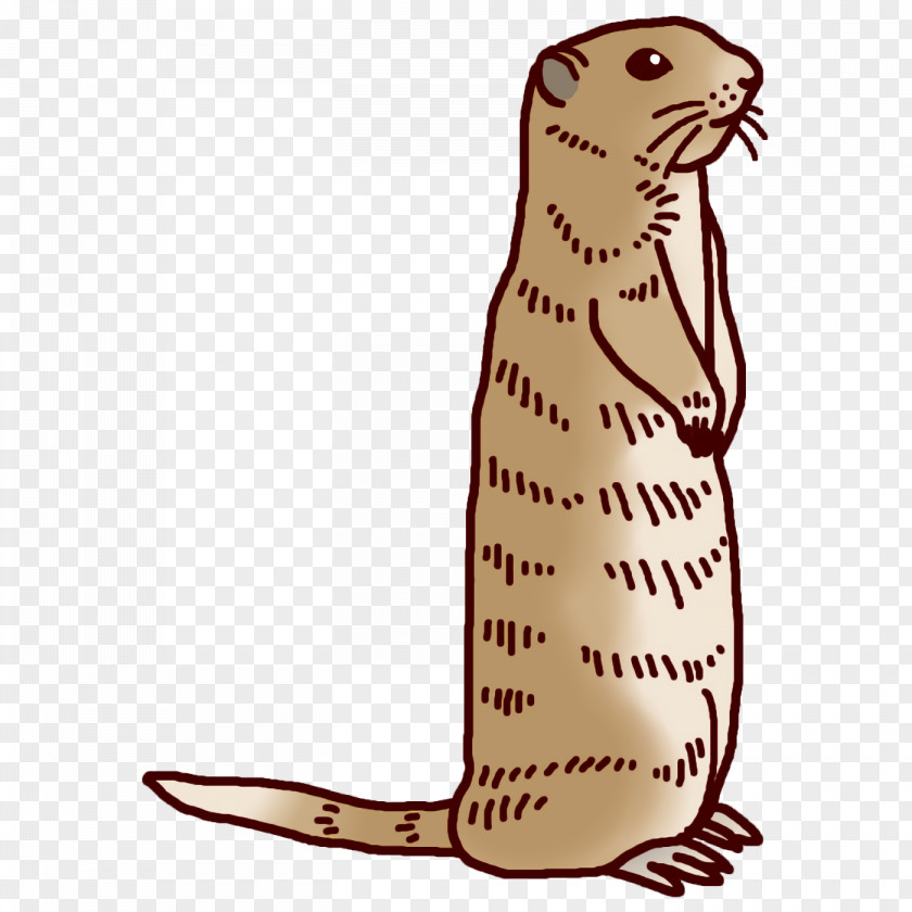 Whiskers Cat Beaver Seals Mustelids PNG