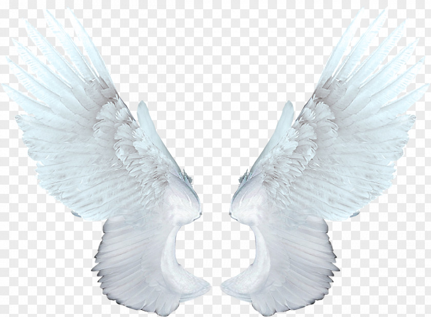 Wings Wing Angel Raster Graphics Clip Art PNG
