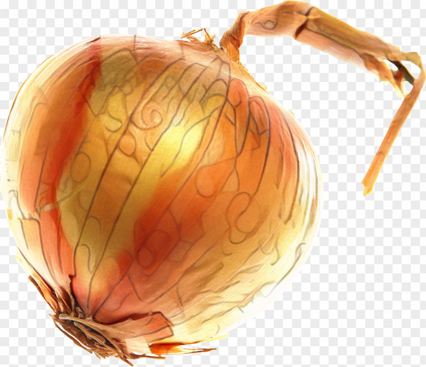 Yellow Onion Shallots Pumpkin Calabaza Gourd PNG