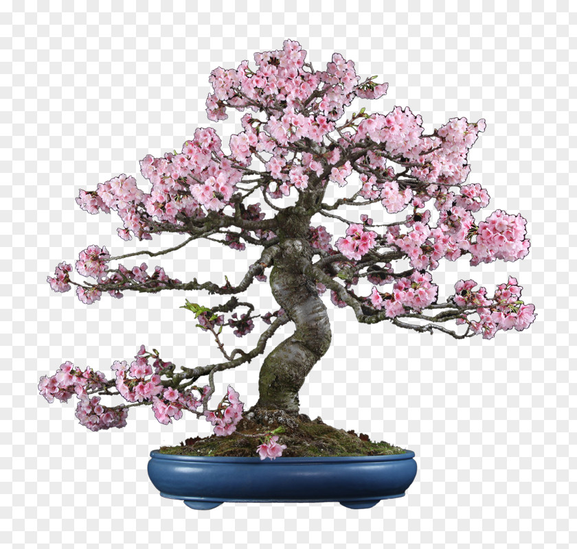 Cherry Blossom Chinese Sweet Plum ST.AU.150 MIN.V.UNC.NR AD PNG