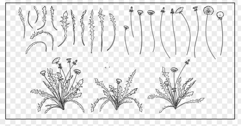 Design Common Dandelion Poster Plant PNG
