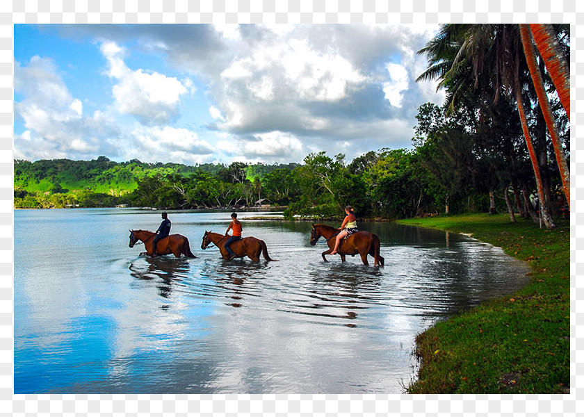 Horse Equestrian Centre Trail Riding Resort PNG