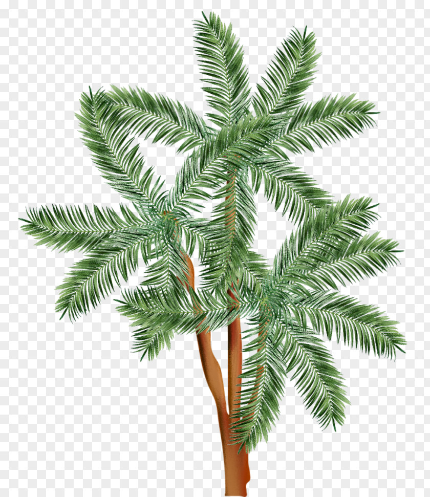 Plant Burknar Sword Fern Frond PNG