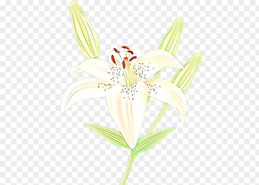 Amaryllis Jersey Lily Belladonna Plant Stem Plants PNG