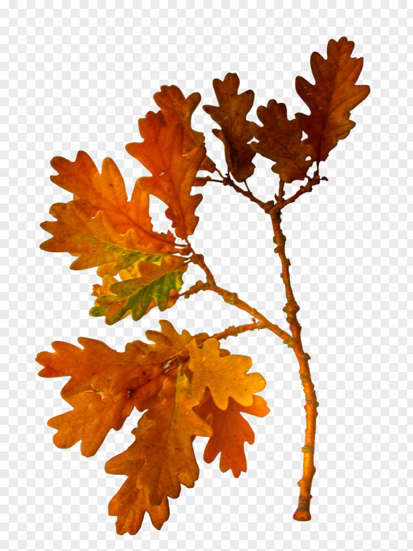 Autumn Clip Art PNG