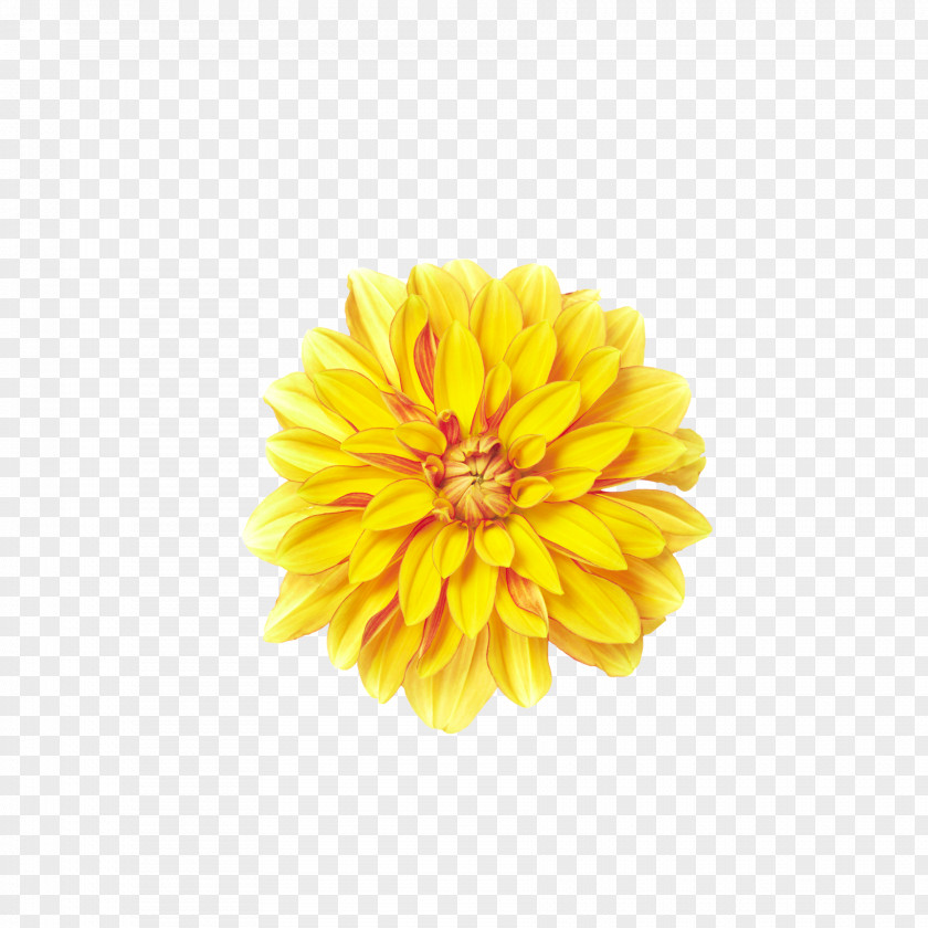 Chrysanthemum Yellow Download Clip Art PNG