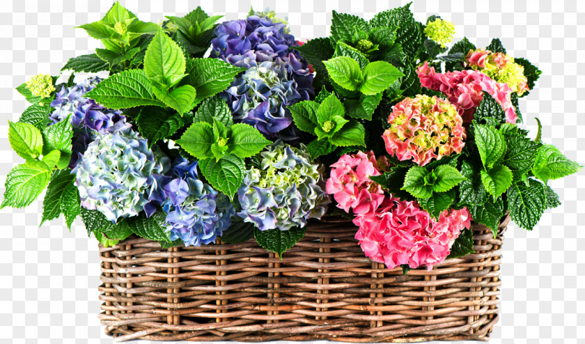 Flower Panicled Hydrangea Inflorescence Perennial Plant Plants PNG