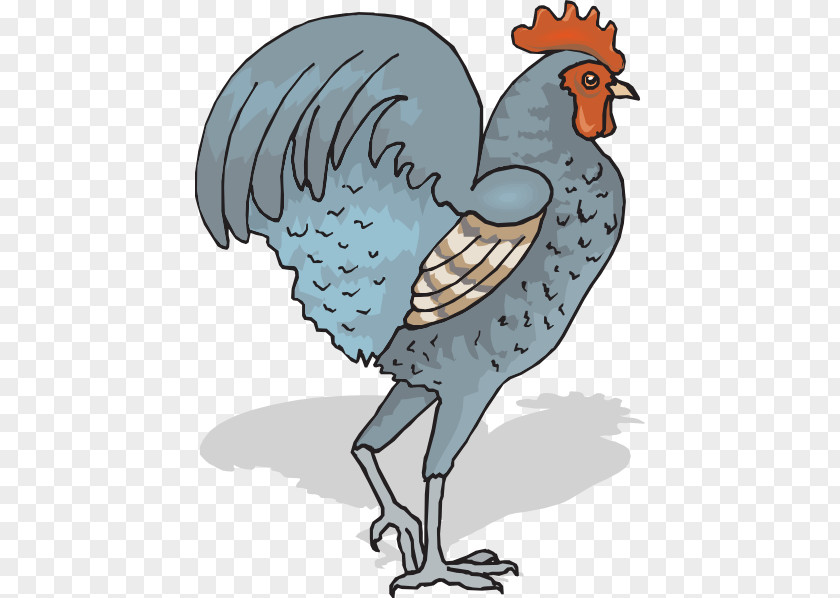 Rooster Vector Chicken Clip Art Landfowl Pixabay PNG