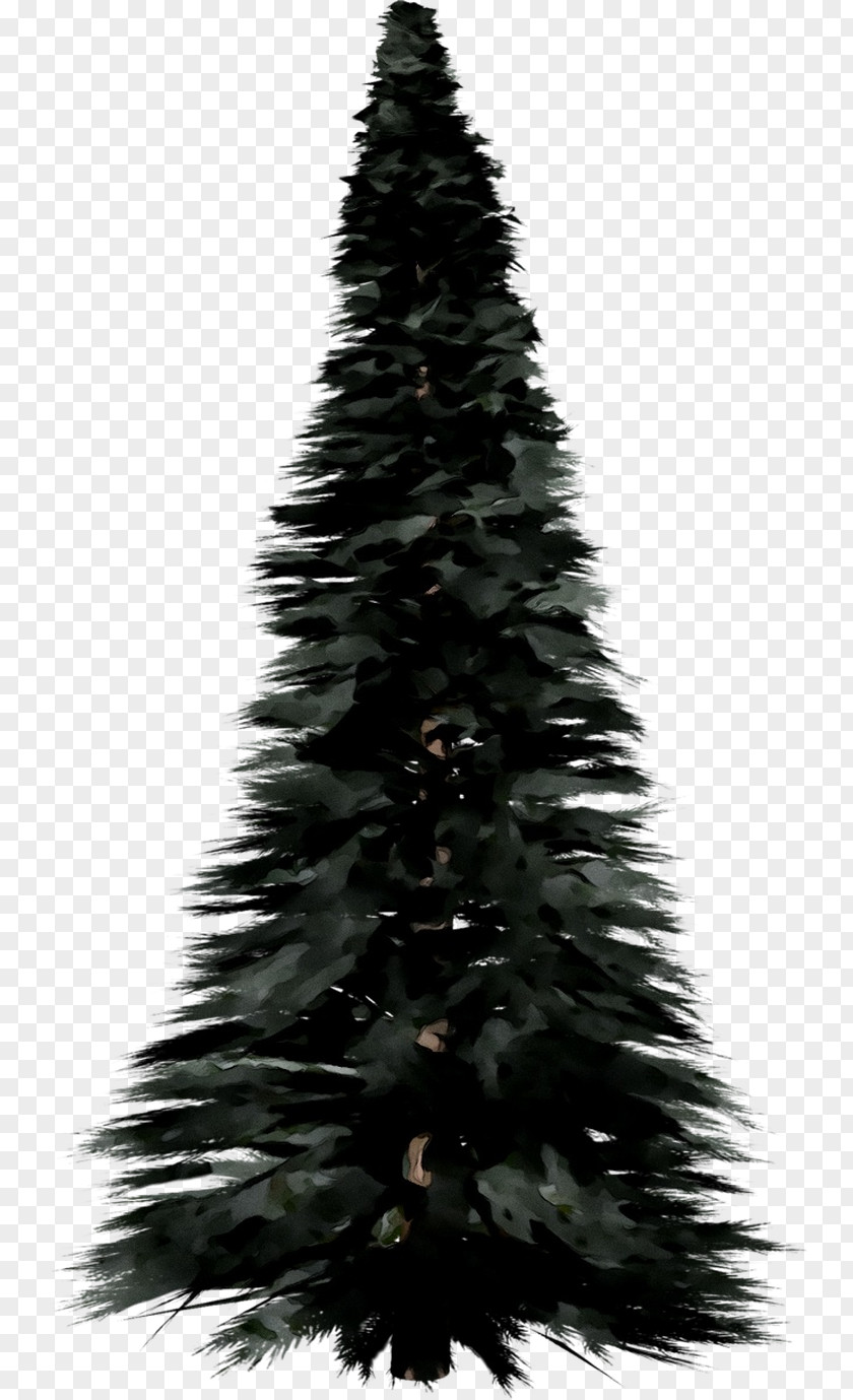 Spruce Christmas Tree Ornament Day Fir PNG