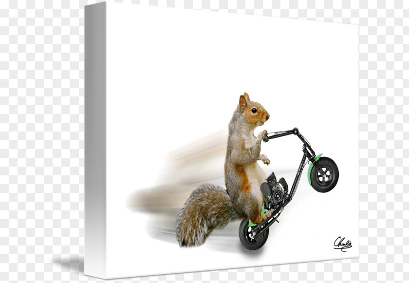 Squirrel Chipmunk 02021 PNG