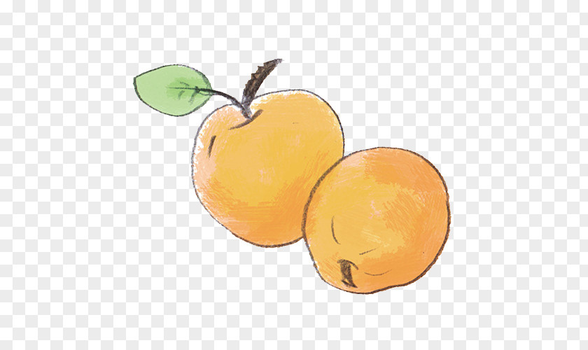 Apricot Orange Citrus Food Fruit PNG