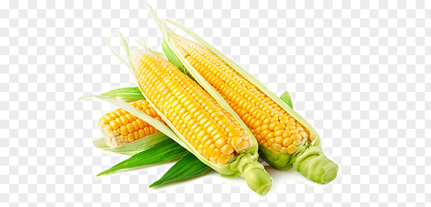 Corn Cob Genetically Modified Food Organism Genetic Engineering Genetics PNG