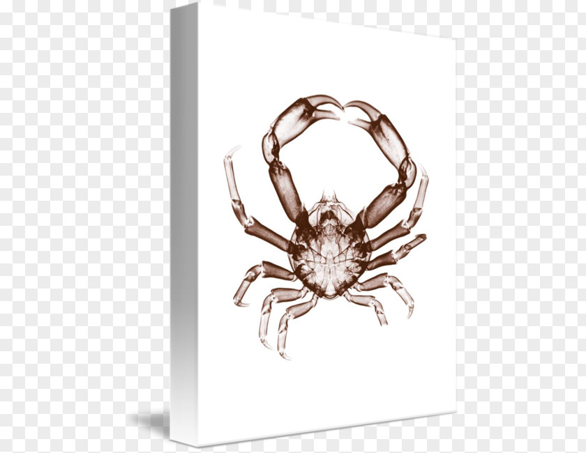 Crab In Kind Gallery Wrap Arthropod Canvas Body Jewellery PNG