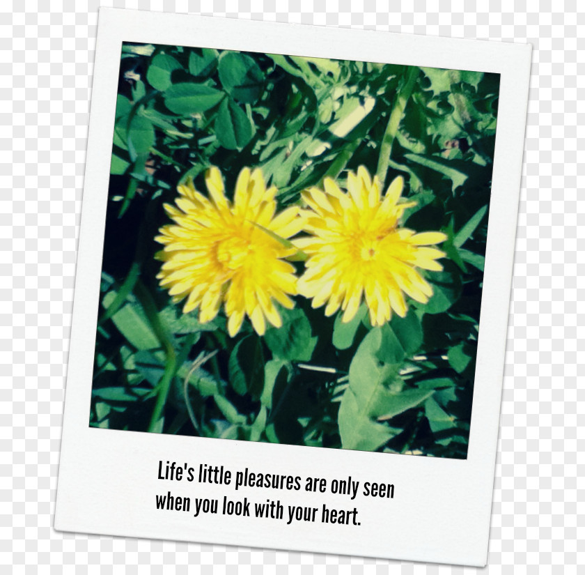 Dandelion Dahlia Chrysanthemum Wildflower Annual Plant PNG