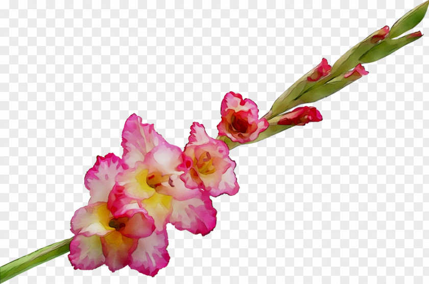 Gladiolus Cut Flowers Plant Stem Bud Moth Orchids PNG