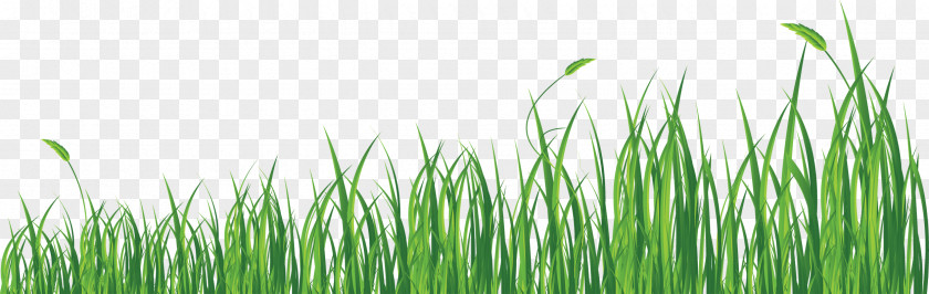 Grass Clip Art PNG