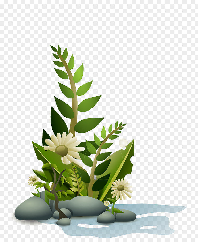 Mar Aquatic Plants Clip Art PNG