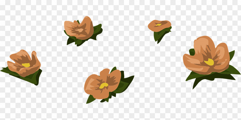 Orange Flower Color PNG