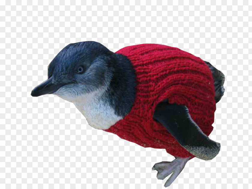 Penguin Fauna Beak PNG