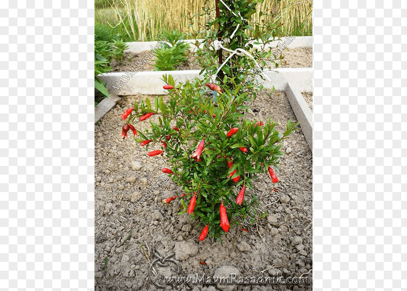 Punica Granatum Pomegranate Fruit Plant Jujube Auglis PNG