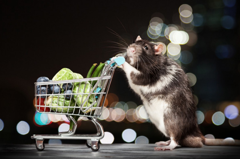Rat & Mouse Rodent Shopping Cart Stock Photography PNG