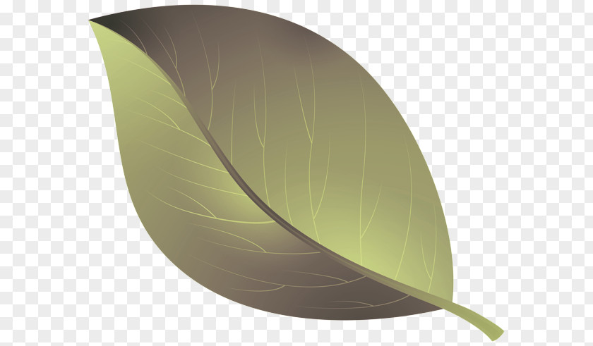 Sail Anthurium Leaf Plant Table PNG