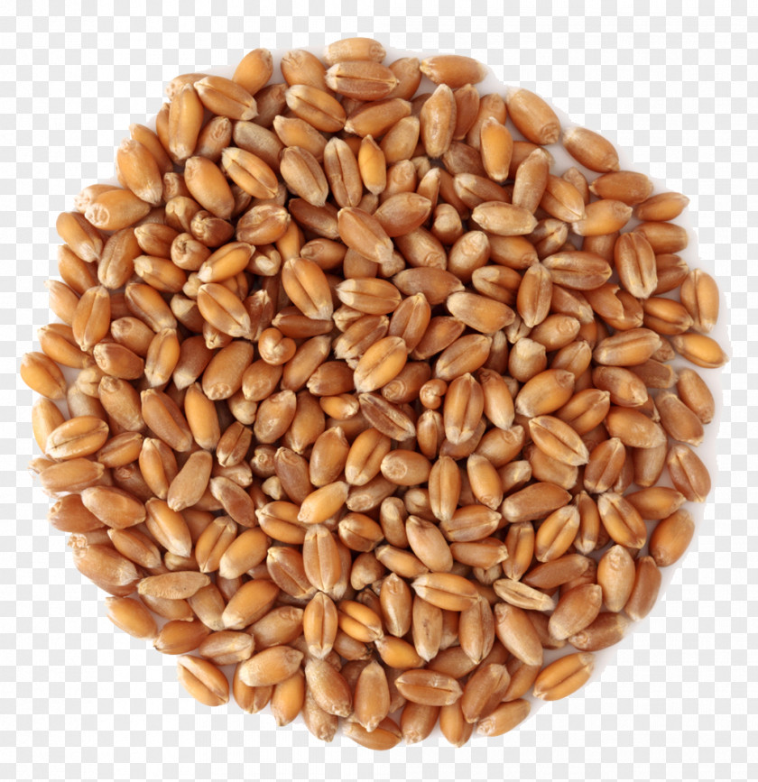 Wheat Middlings Grain Cereal PNG