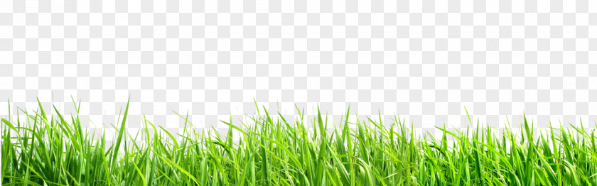 Grass Butterfly Lawn Wheatgrass Energy Wallpaper PNG