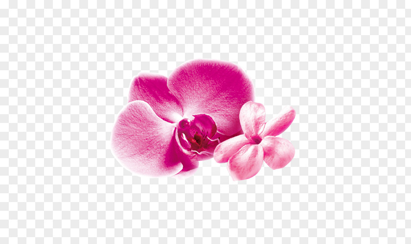 LAVANTA Moth Orchids Pink M Close-up PNG