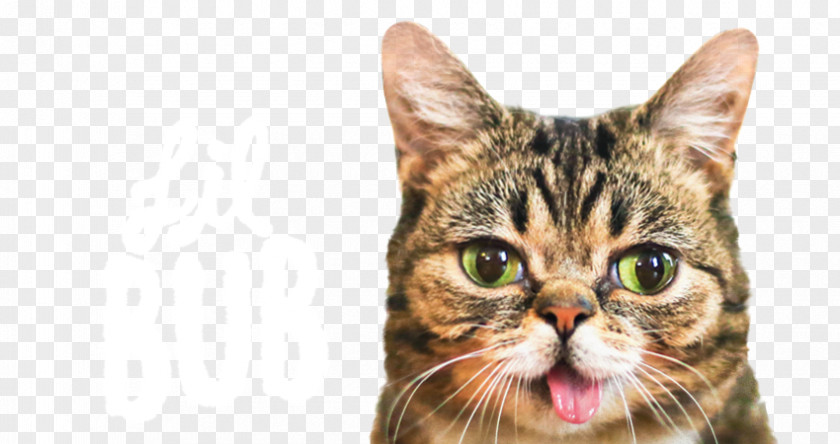 Lil Bub Cats And The Internet Kitten Meme PNG and the meme, Cat clipart PNG