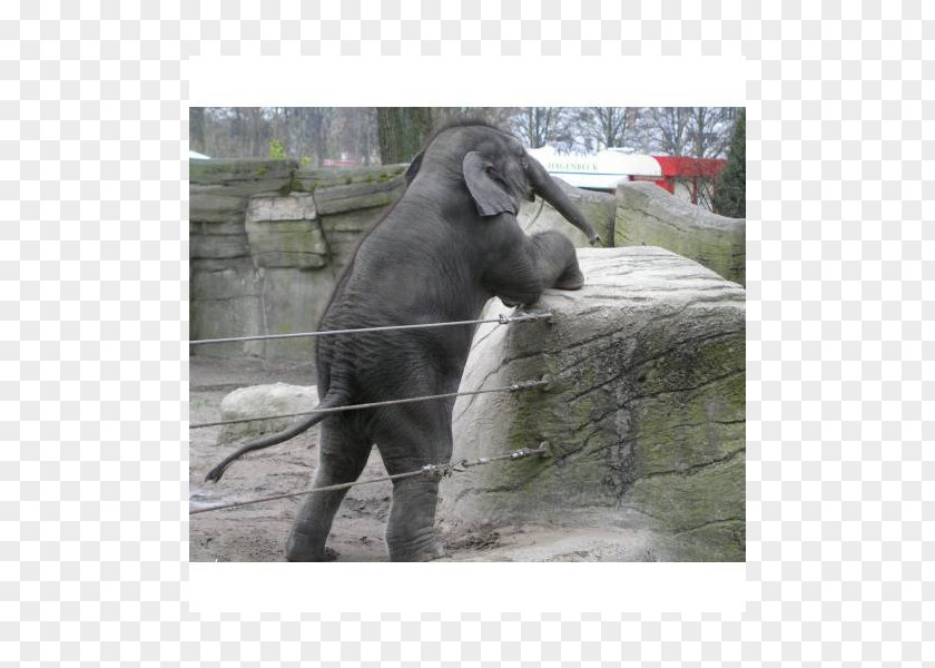 Zoo Muser Gmbh Tierpark Hagenbeck ZOOM Erlebniswelt Gelsenkirchen Indian Elephant African PNG