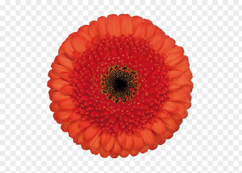 Artdeco 가평TOP랜드 Transvaal Daisy PNG