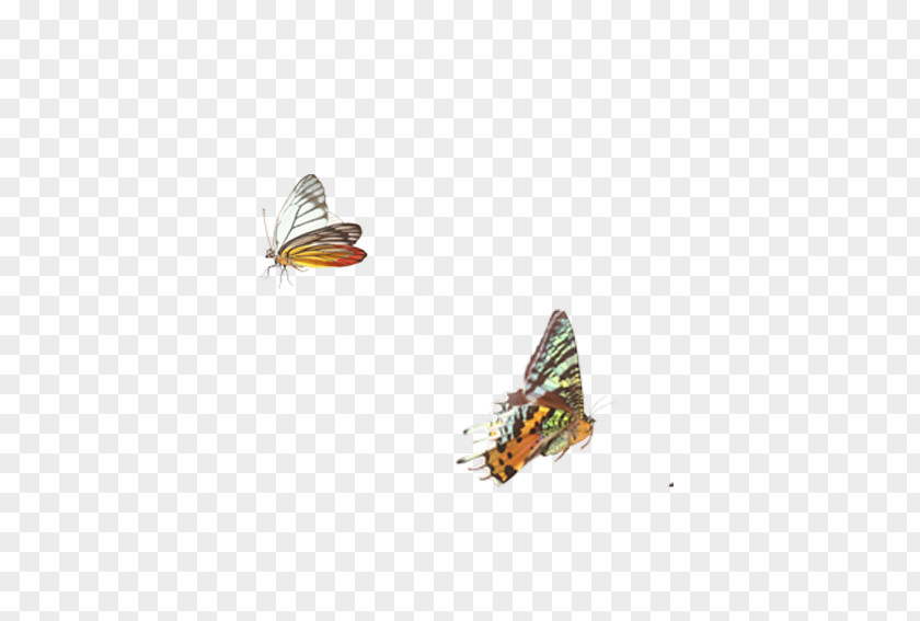 Butterfly Pattern Monarch Moth PNG